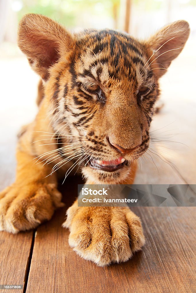 Baby tiger in Thailand - Lizenzfrei Asien Stock-Foto
