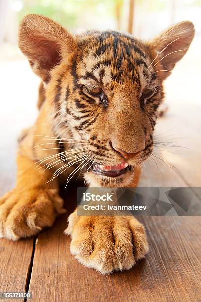 Bambino Tigre In Thailandia - Fotografie stock e altre immagini di Animale - Animale, Animale selvatico, Asia