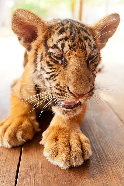 istock Baby tiger in Thailand 155371808