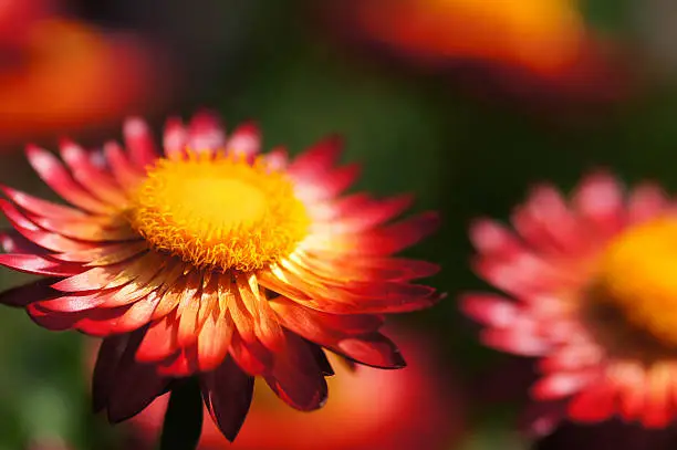 Red strawflowers.