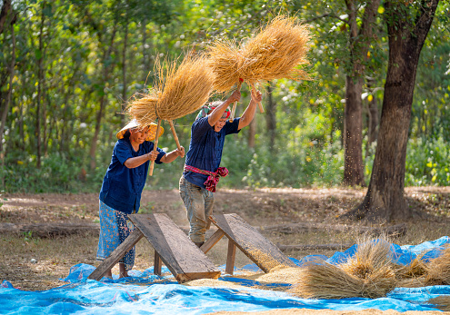 Senior man and woman work together with local tools to get rice grain and use traditional method for working in concept of Asian famer lifestyle and happiness life.
