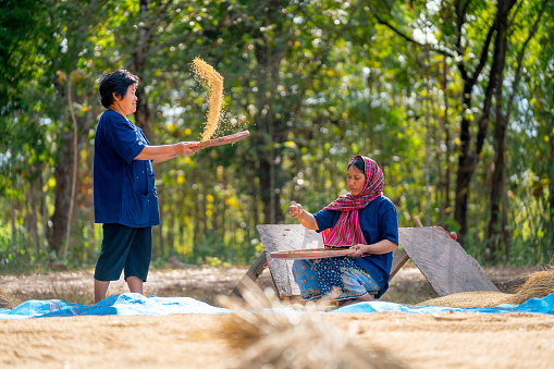 Asian woman with traditional clothes stand and winnow rice using basketry and other woman sit and hold some of rice grain beside.