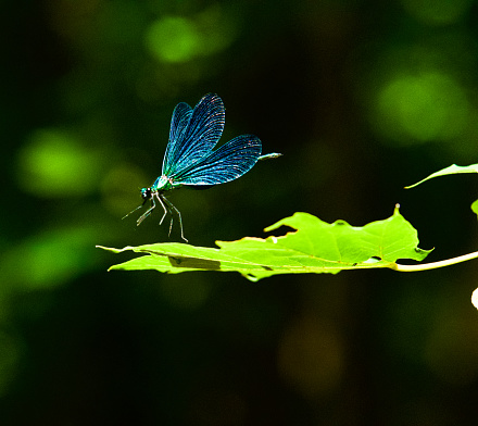 Side view of a flying blue damselfly landing on a leaf in pure nature.
