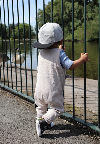 Little boy looking for the ducks