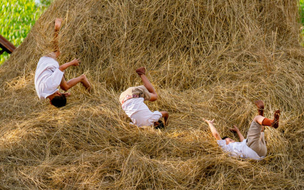 Three little boy with school uniform enjoy and fun to play with fall down from straw and hay of rice and they look happy together.