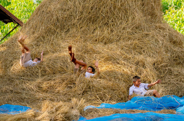 Three little boy with school uniform enjoy and fun to play with fall down from straw and hay of rice and they look happy together.
