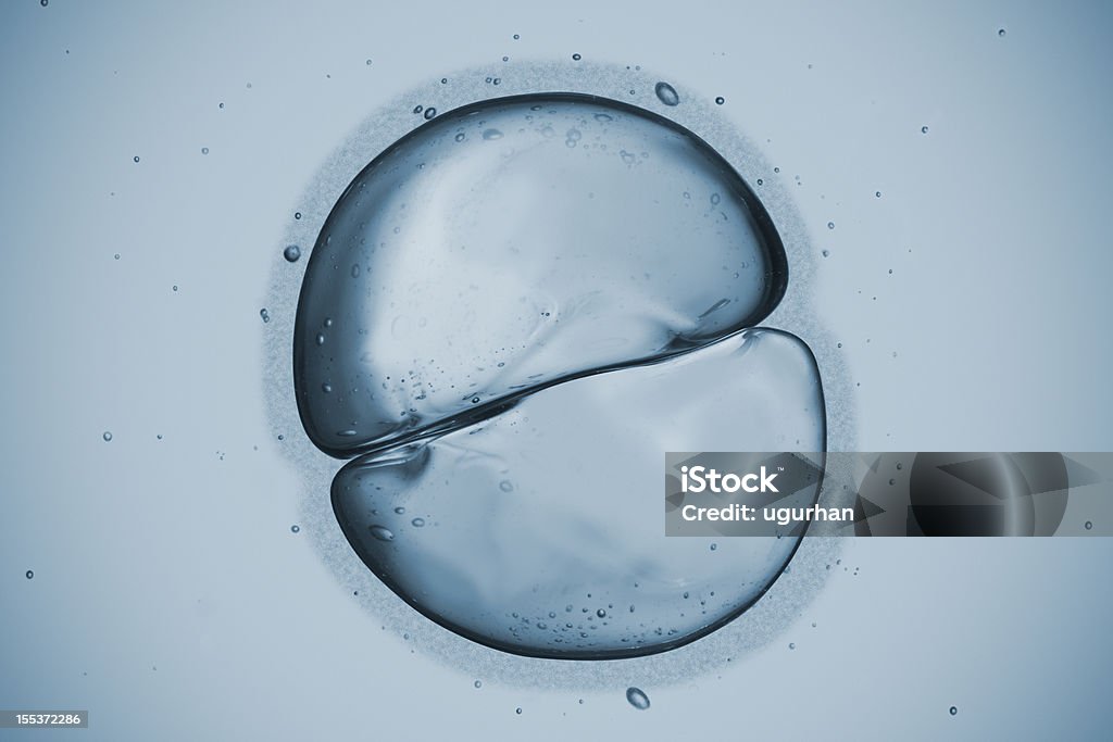 Cell Eggs cells dividing. Biological Cell Stock Photo