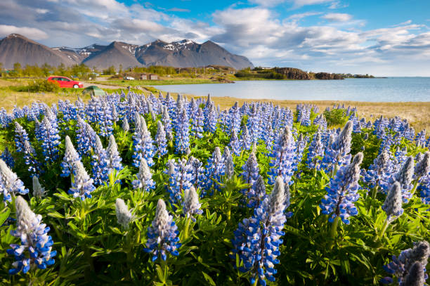lupines beside the camping site of borganes in western iceland; mountains of hafnarfjall in the background