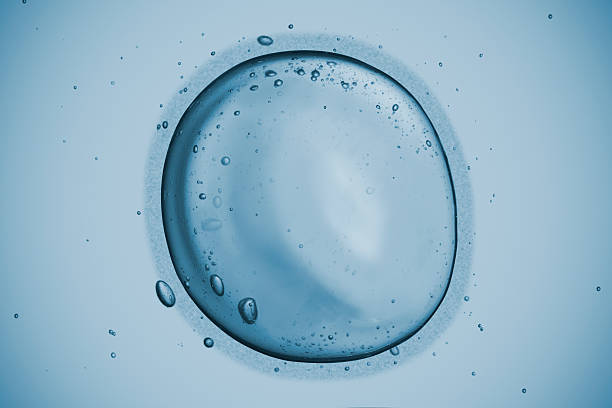 Human cell Highly detailed representaion of the human egg. chromosome photos stock pictures, royalty-free photos & images