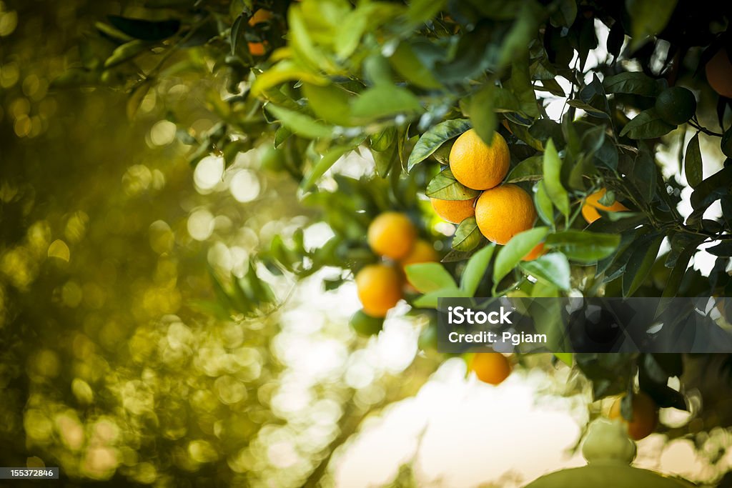Citron mûr orange grove - Photo de Californie libre de droits