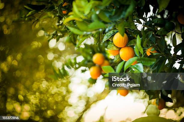 Tomates Laranja Citrus Grove - Fotografias de stock e mais imagens de Califórnia - Califórnia, Quinta, Citrino