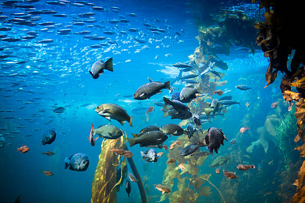 Colorful fishes and corals in the sea