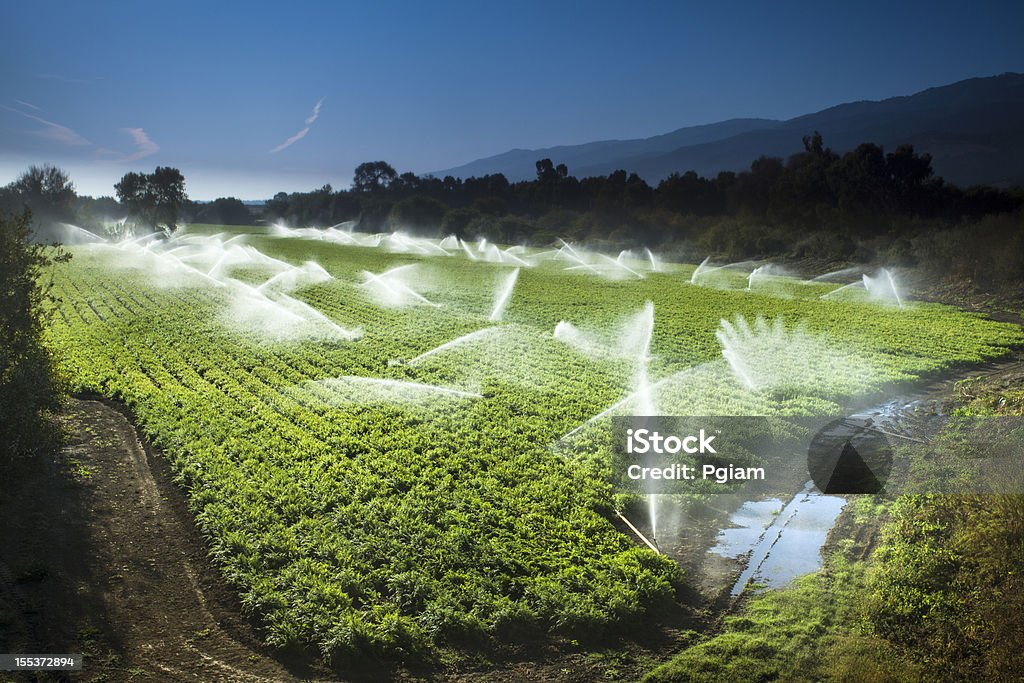 Irrigatore irrigazione deliziosi fertile terreno agricolo con colture - Foto stock royalty-free di Attrezzatura per l'irrigazione