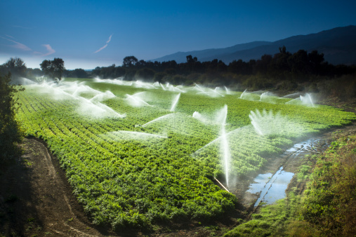A green row celery field is watered and sprayed by irrigation equipment in the Salinas Valley, California USA
