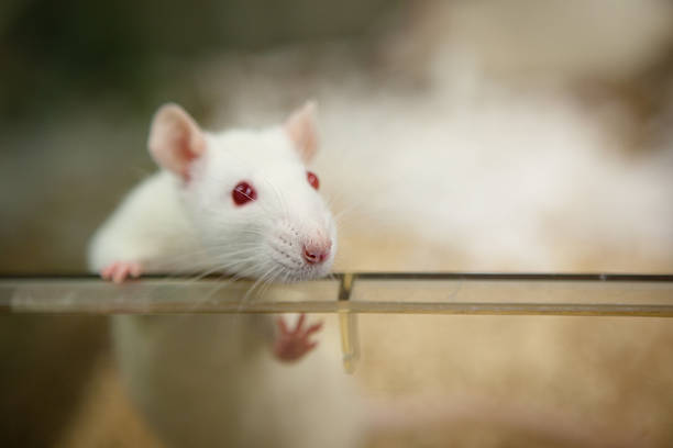 laboratory rat with red eyes looks out of plastic cage stock photo