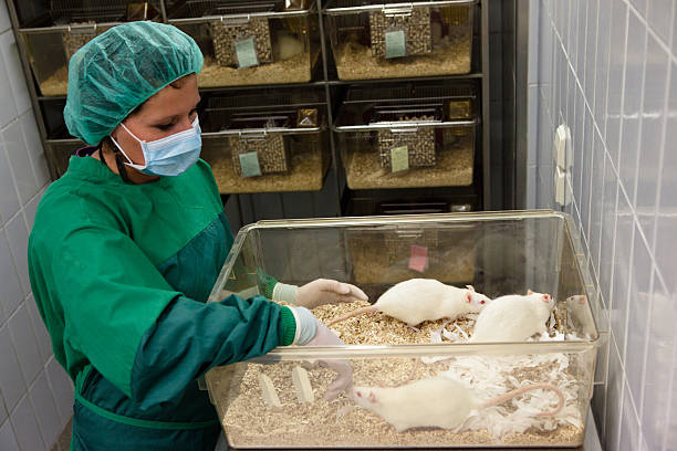 Investigación médica: Asistente de laboratorio con ratas albinas para los experimentos con animales - foto de stock