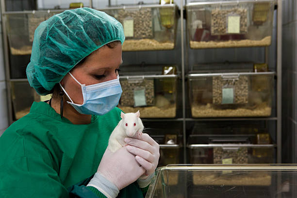 Female lab assistant in scrubs holding a white lab rat stock photo