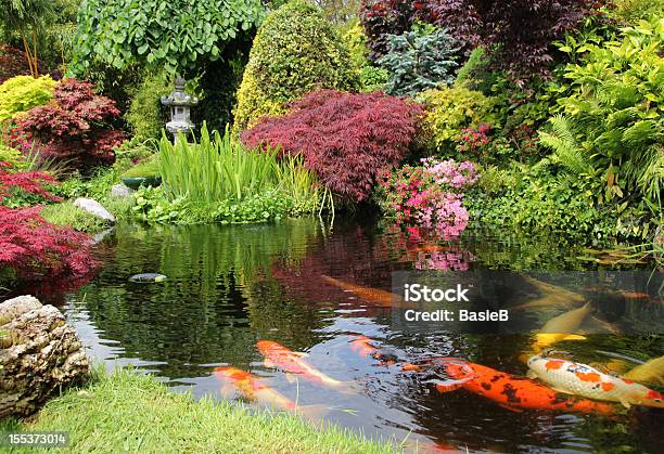 A Big Koi Pong With Orange Fish And Greenery Stock Photo - Download Image Now - Pond, Koi Carp, Japanese Garden