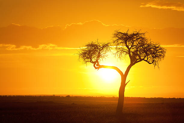 tramonto africano - masai mara national reserve sunset africa horizon over land foto e immagini stock