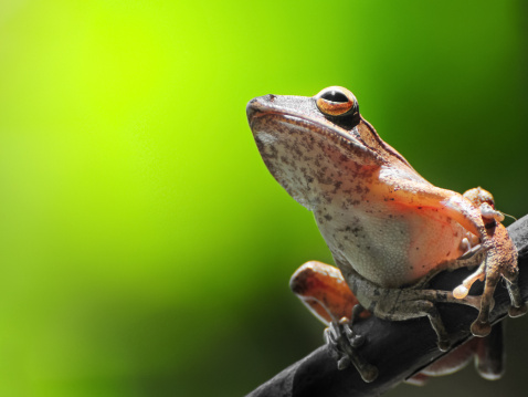 Frog resting on a branch .
