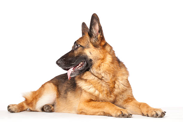 Portrait of a German Shephardhttp://bit.ly/16Cq4VM