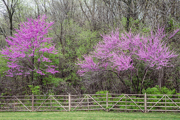 Redbud Trees and Fence stock photo