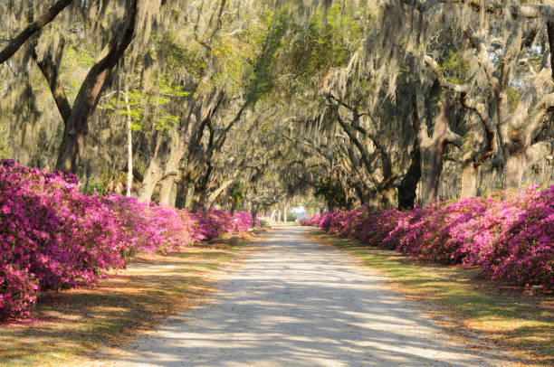 istock Road with Live Oaks and Azaleas in Savannah 155373462