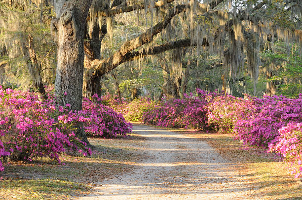 istock Road with Live Oaks and Azaleas in Savannah 155373466