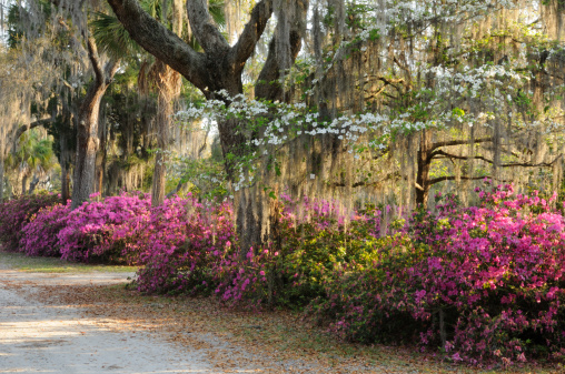 Road at Bonaventure Cemetery in Savannah lined with Spanish Moss covered Live Oak Trees, Flowering Dogwoods  and Azaleas.