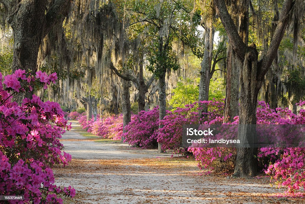 Road with Live Oaks and Azaleas in Savannah Road at  Bonaventure Cemetery in Savannah lined with Spanish Moss covered Live Oak Trees and Azaleas. Georgia - US State Stock Photo
