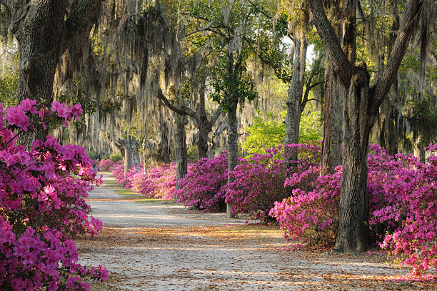 Road with Live Oaks and Azaleas in Savannah Road at  Bonaventure Cemetery in Savannah lined with Spanish Moss covered Live Oak Trees and Azaleas. georgia stock pictures, royalty-free photos & images