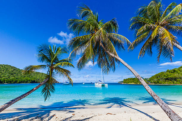 Palm trees line sandy coastline of Salt Whistle Bay, Mayreau