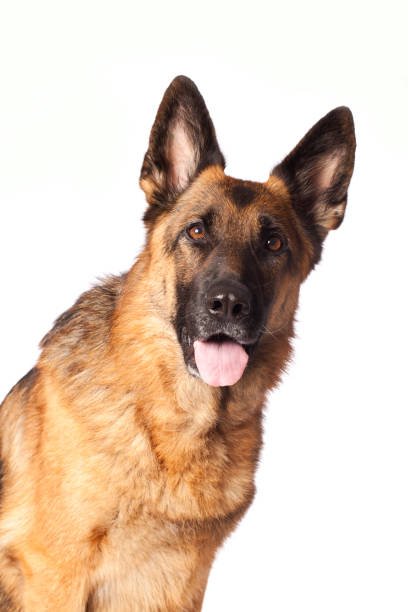 Portrait of a German Shephard Portrait of a German Shephardhttp://bit.ly/16Cq4VM german shepherd stock pictures, royalty-free photos & images