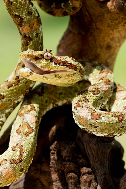 황록색 아이래쉬바이퍼 스네이크 상관 없음 - eyelash viper 뉴스 사진 이미지