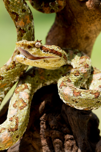 Venomous Green Eyelash Viper Snake