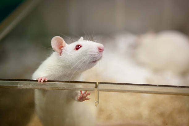 laboratory rat with red eyes looks out of plastic cage stock photo