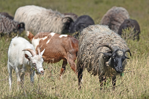 Sheep on a dry heath