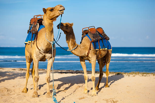 istock Two camels ready to be ride on the beach 155374137