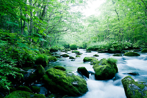 산 스트림 - stream forest waterfall zen like 뉴스 사진 이미지