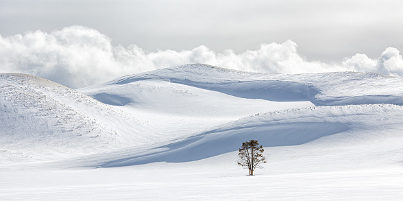 Tree and snow covered hills  