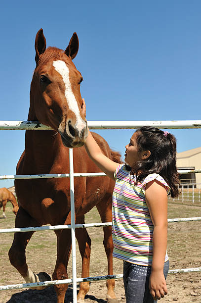 istock Little girl feeding a horse 155374285