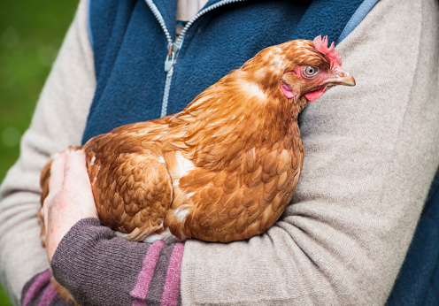 Close-up of a free-range hen being held carefully in a woman's arms.