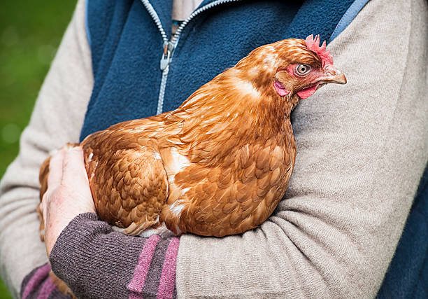 Holding a Hen Close-up of a free-range hen being held carefully in a woman's arms. rhode island red chicken stock pictures, royalty-free photos & images