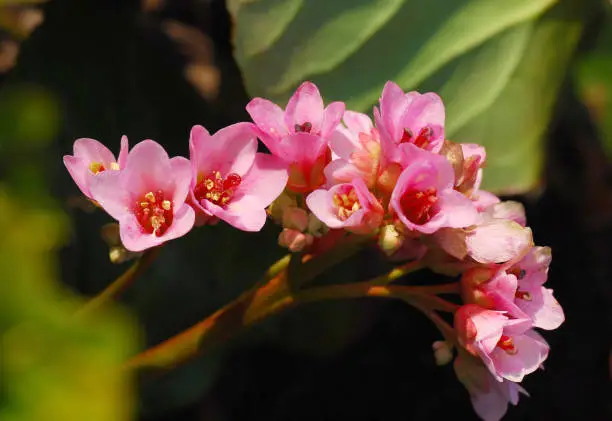 Branche of the Bergenia cordifolia 'Purpurea'.