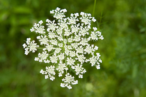 Queen Anne's Lace Queen Anne's Lace, wild carrot, bird's nest, bishop's lace; this flowering plant has many common names. cow parsley stock pictures, royalty-free photos & images