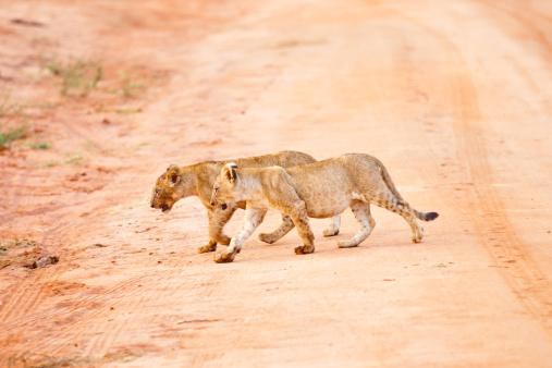Baby Lions walking in morning sun.