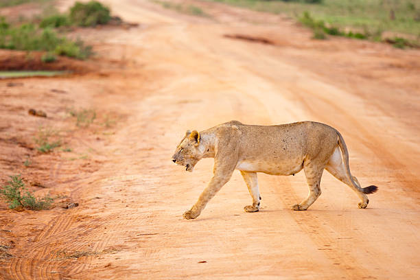 A lioness stalking silently through tall grass in the golden plains