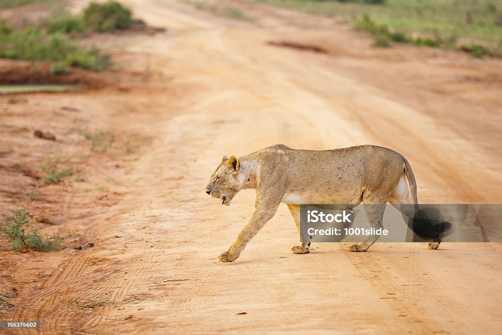 Young Lioness walking in morning sun [url=http://www.istockphoto.com/search/lightbox/12140723/#1e97b20] "See more Wild LiON & LiONESS images"  

[url=file_closeup?id=34262242][img]/file_thumbview/34262242/1[/img][/url] [url=file_closeup?id=20218074][img]/file_thumbview/20218074/1[/img][/url] [url=file_closeup?id=23593303][img]/file_thumbview/23593303/1[/img][/url] [url=file_closeup?id=34266050][img]/file_thumbview/34266050/1[/img][/url] [url=file_closeup?id=23845402][img]/file_thumbview/23845402/1[/img][/url] [url=file_closeup?id=36223232][img]/file_thumbview/36223232/1[/img][/url] [url=file_closeup?id=36307756][img]/file_thumbview/36307756/1[/img][/url] [url=file_closeup?id=23887547][img]/file_thumbview/23887547/1[/img][/url] [url=file_closeup?id=26062776][img]/file_thumbview/26062776/1[/img][/url] [url=file_closeup?id=23302967][img]/file_thumbview/23302967/1[/img][/url] [url=file_closeup?id=23593526][img]/file_thumbview/23593526/1[/img][/url] [url=file_closeup?id=34865694][img]/file_thumbview/34865694/1[/img][/url] [url=file_closeup?id=20653845][img]/file_thumbview/20653845/1[/img][/url] [url=file_closeup?id=34359244][img]/file_thumbview/34359244/1[/img][/url] [url=file_closeup?id=33882622][img]/file_thumbview/33882622/1[/img][/url] [url=file_closeup?id=32182506][img]/file_thumbview/32182506/1[/img][/url] [url=file_closeup?id=23593606][img]/file_thumbview/23593606/1[/img][/url] [url=file_closeup?id=34315646][img]/file_thumbview/34315646/1[/img][/url] [url=file_closeup?id=31936370][img]/file_thumbview/31936370/1[/img][/url]
[url=file_closeup?id=26891836][img]/file_thumbview/26891836/1[/img][/url] [url=file_closeup?id=26945098][img]/file_thumbview/26945098/1[/img][/url] [url=file_closeup?id=26891381][img]/file_thumbview/26891381/1[/img][/url] [url=file_closeup?id=34185734][img]/file_thumbview/34185734/1[/img][/url] [url=file_closeup?id=19728142][img]/file_thumbview/19728142/1[/img][/url] Profile View Stock Photo