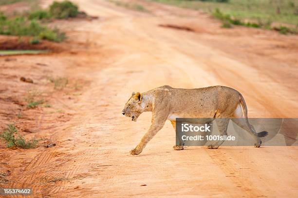 Young Lioness Walking In Morning Sun Stock Photo - Download Image Now - Profile View, Lioness - Feline, Side View