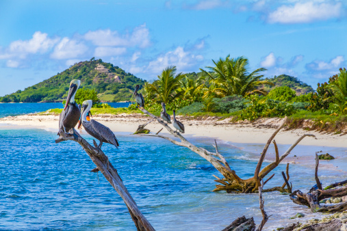 Pelicans on Sandy Island, a beautiful island just off Carriacou famous for its beauty, the white sandy beaches, clear waters and stunning coral reefs. It is a favorite anchorage for yachts, but it is also easily reached from Carriacou with a water taxi. Grenada, W.I.